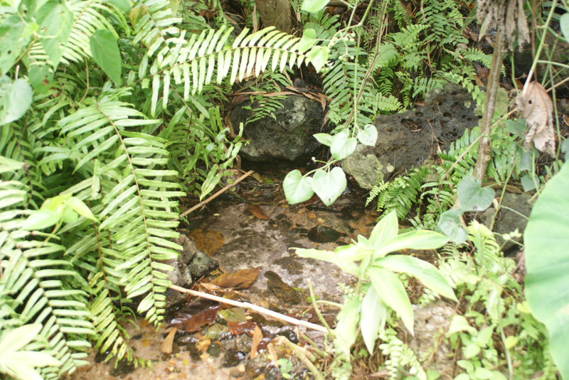 A pond constructed by pushing debris to the edges of a depression, creating a dam.